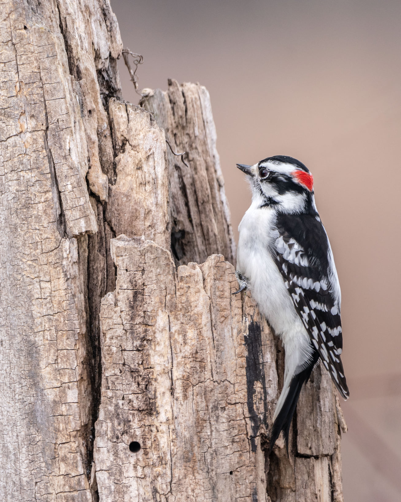 Downy woodpecker.jpg